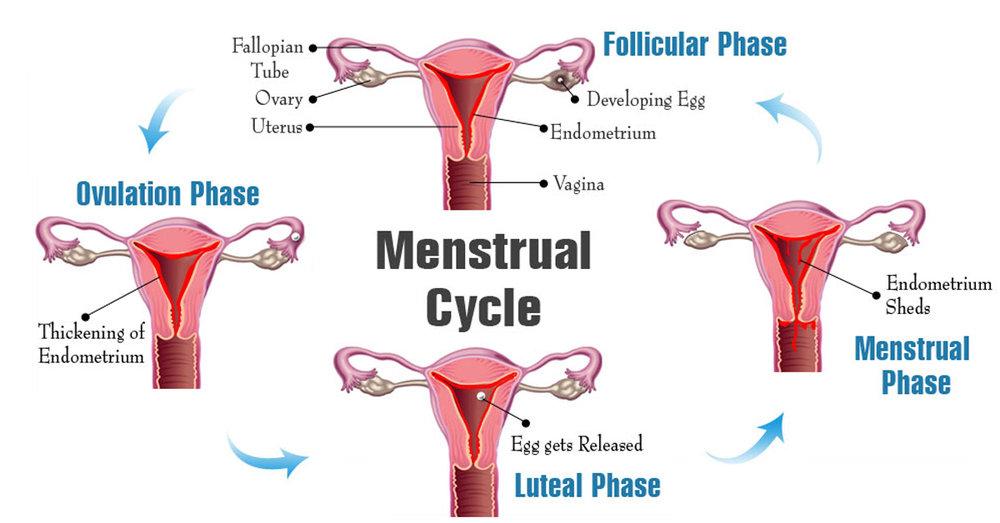 Tento obrázok nemá vyplnený ALT popisok, jeho názov je menstrual-cycle-phases_1024x1024.jpg